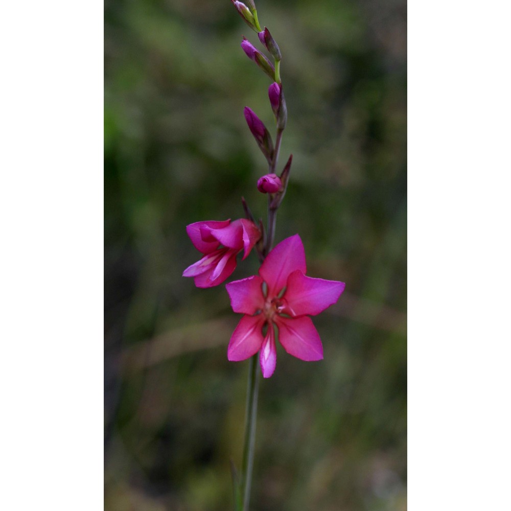 gladiolus inarimensis guss.