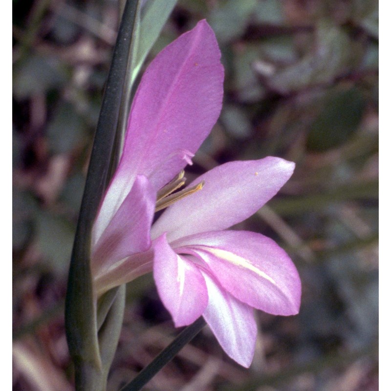 gladiolus italicus mill.