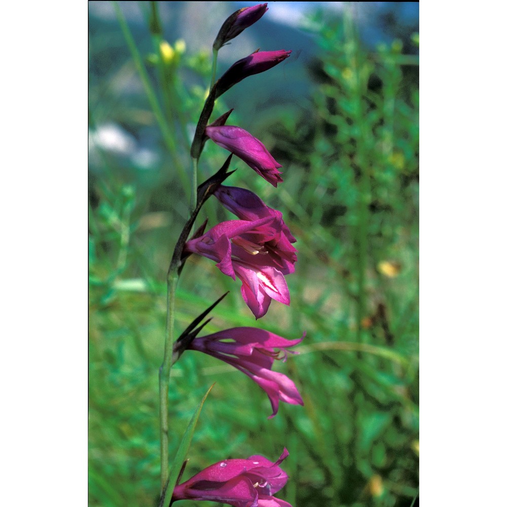 gladiolus palustris gaudin