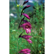 gladiolus palustris gaudin