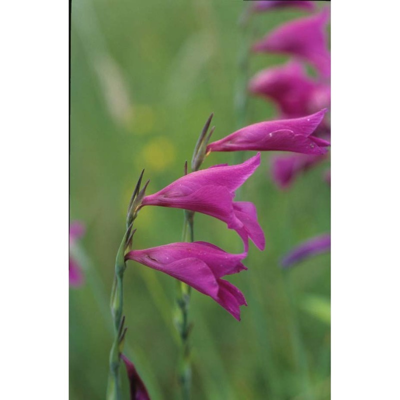 gladiolus palustris gaudin