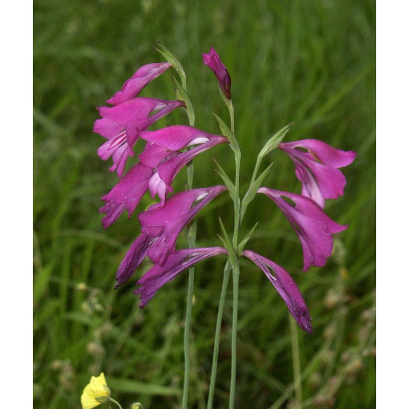 gladiolus palustris gaudin