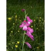 gladiolus palustris gaudin