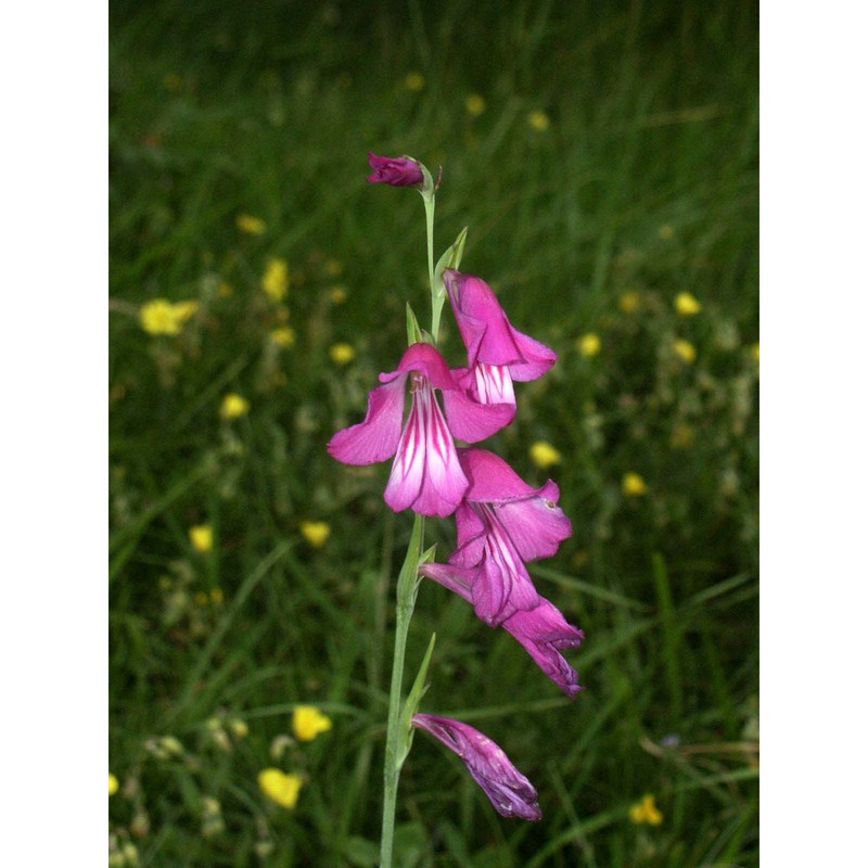 gladiolus palustris gaudin