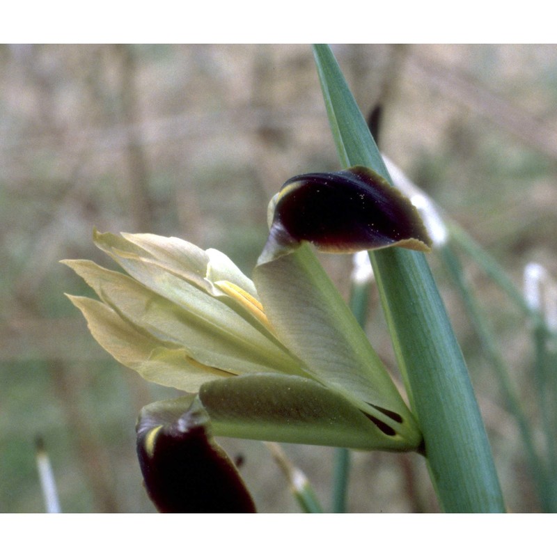 hermodactylus tuberosus (l.) mill.