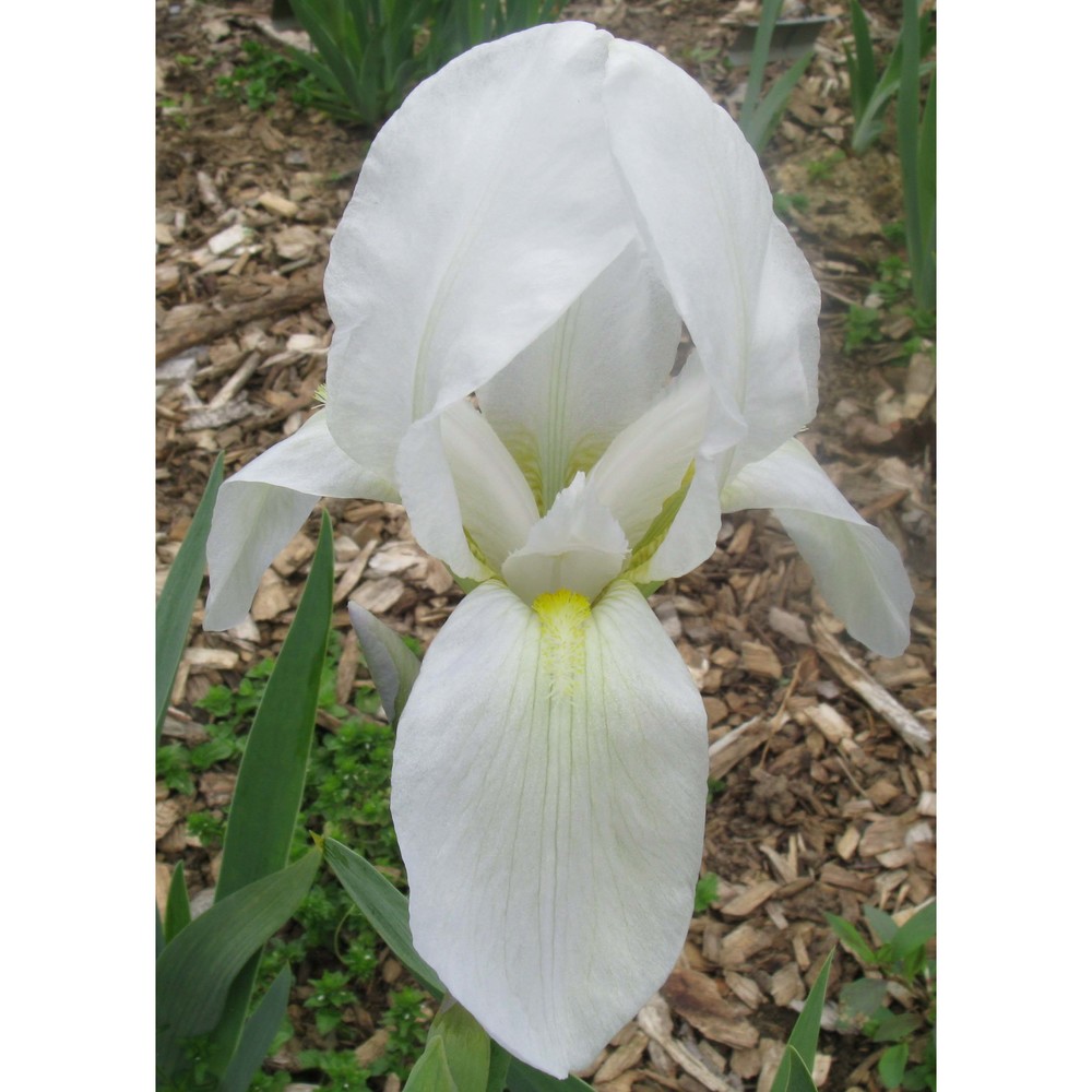 iris albicans lange