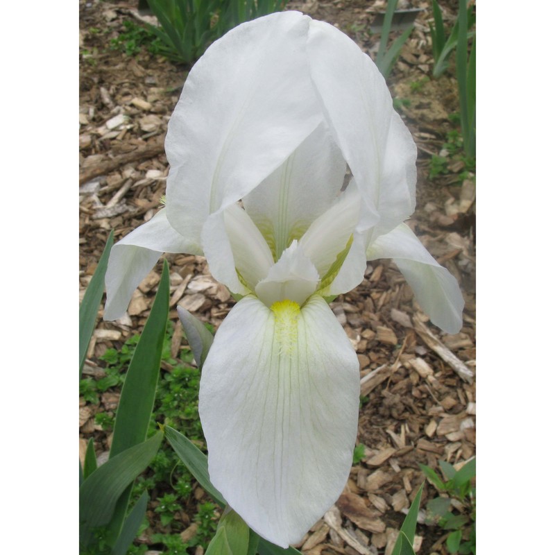 iris albicans lange