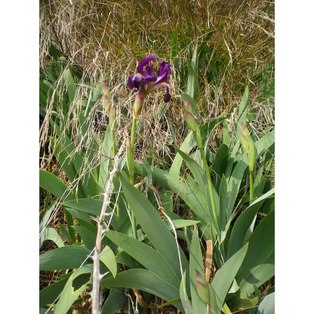 iris benacensis a. kern.