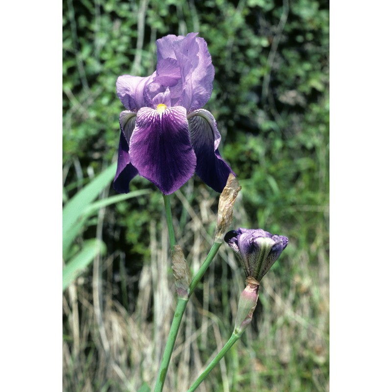 iris benacensis a. kern.