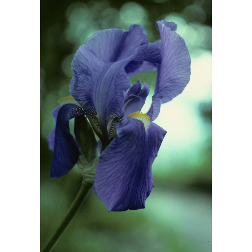 iris benacensis a. kern.