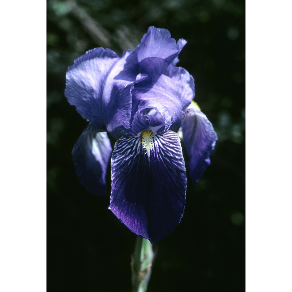 iris benacensis a. kern.