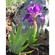 iris bicapitata colas.