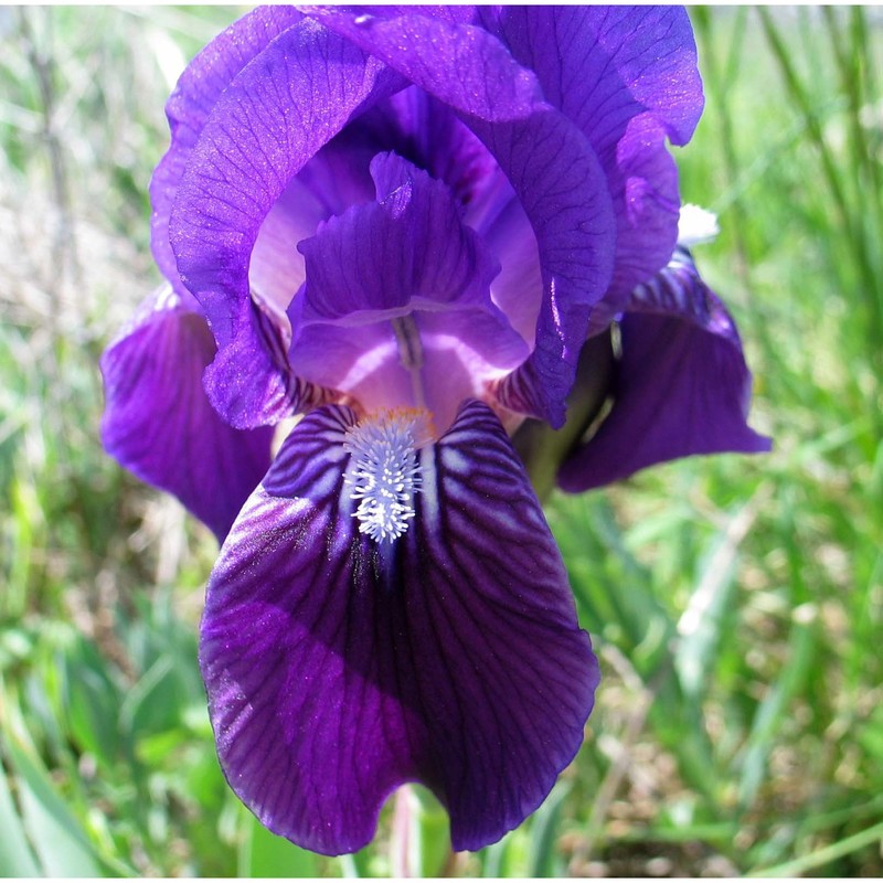 iris bicapitata colas.