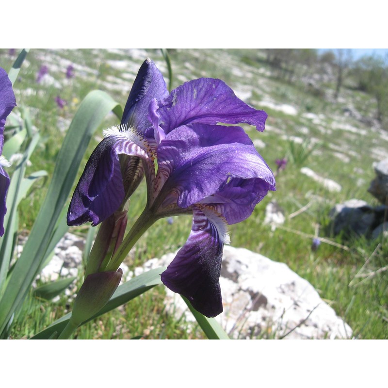 iris bicapitata colas.