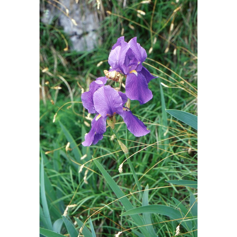 iris cengialti ambrosi ex a. kern.