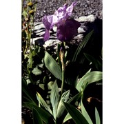 iris cengialti ambrosi ex a. kern.