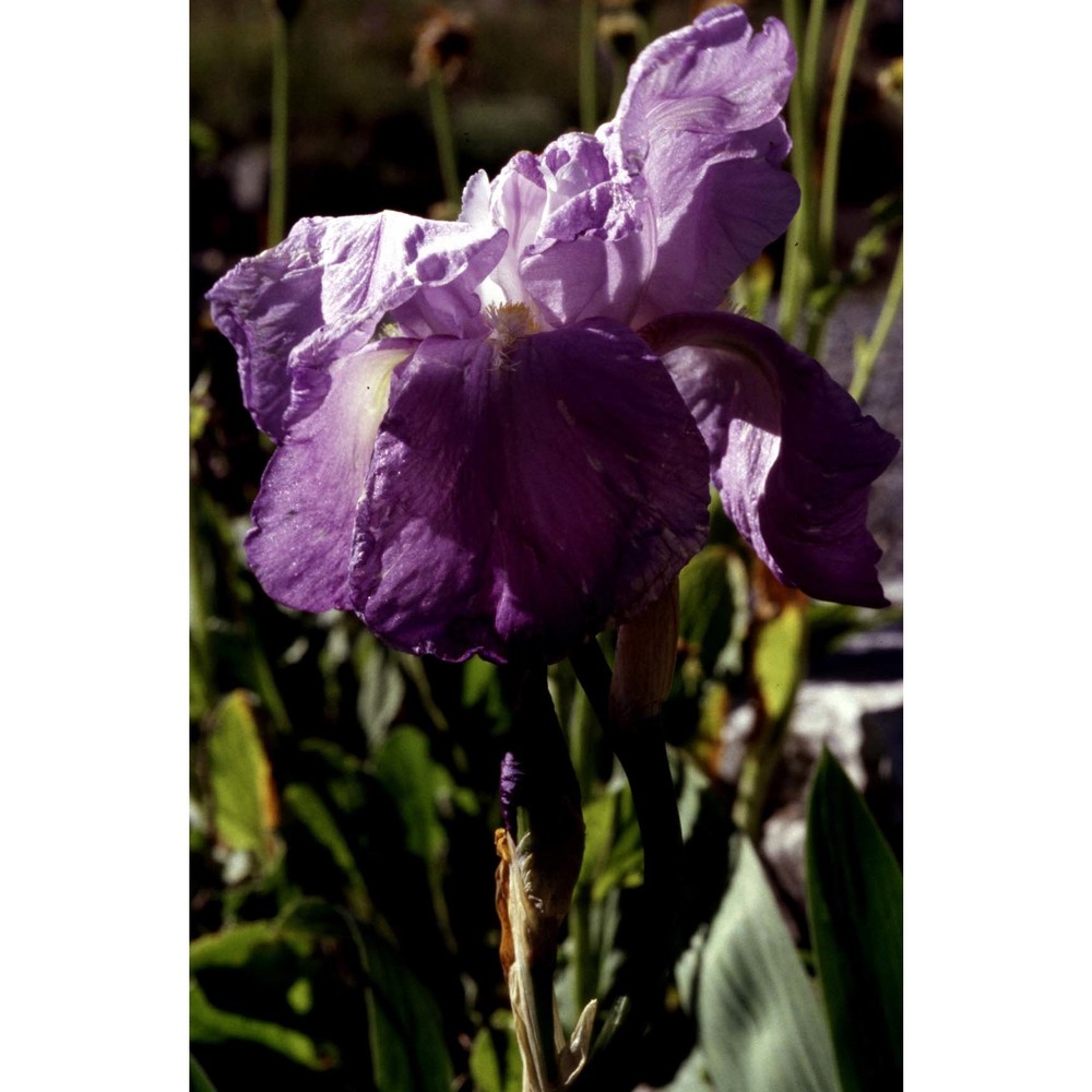 iris cengialti ambrosi ex a. kern.