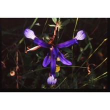 iris collina n. terracc.