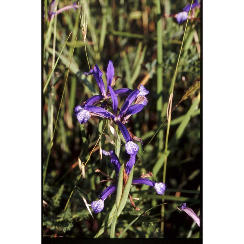 iris collina n. terracc.