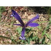 iris collina n. terracc.