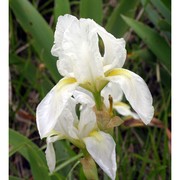 iris florentina l.