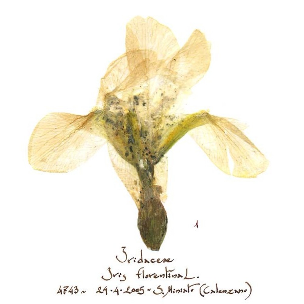 iris florentina l.