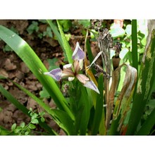 iris foetidissima l.
