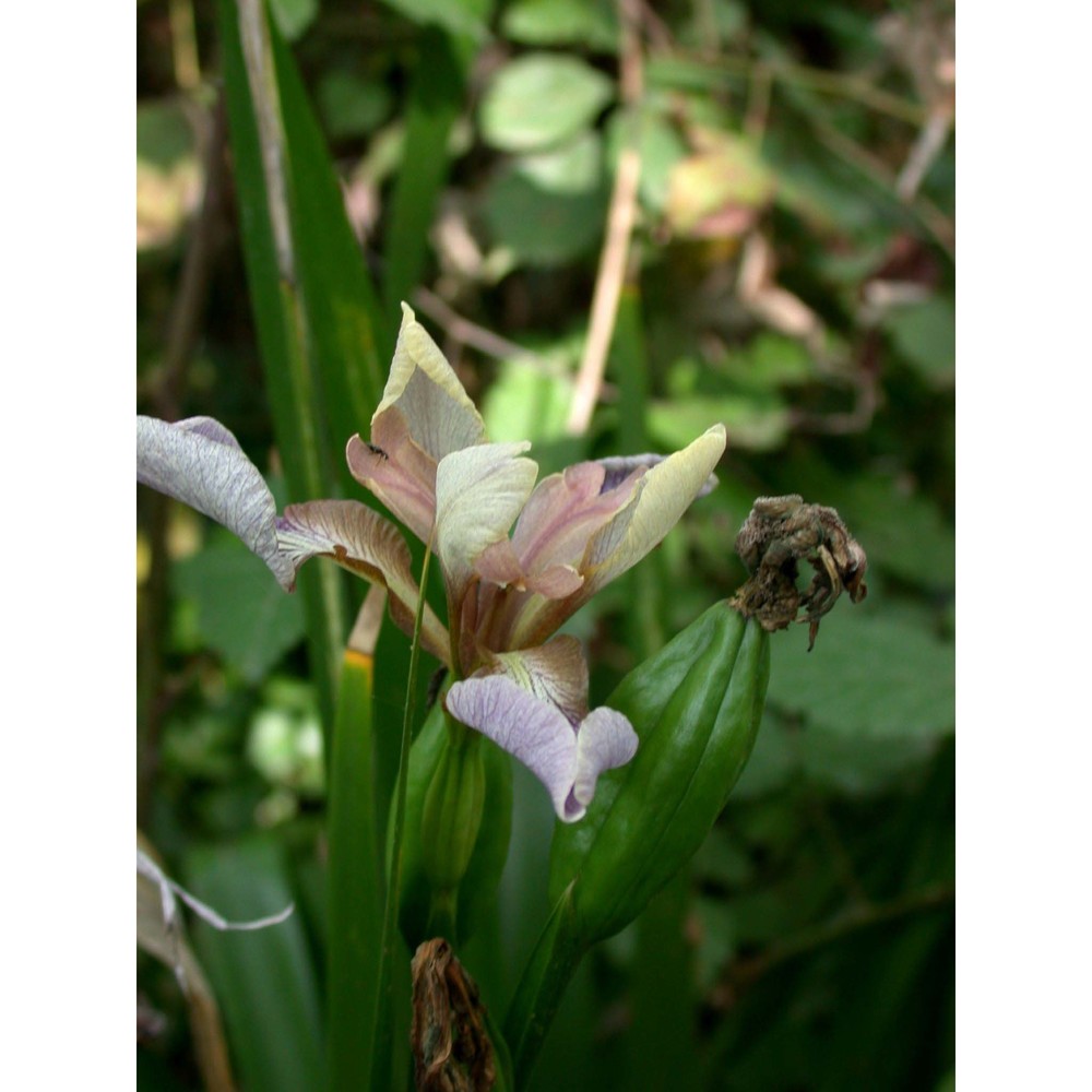 iris foetidissima l.