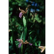 iris foetidissima l.