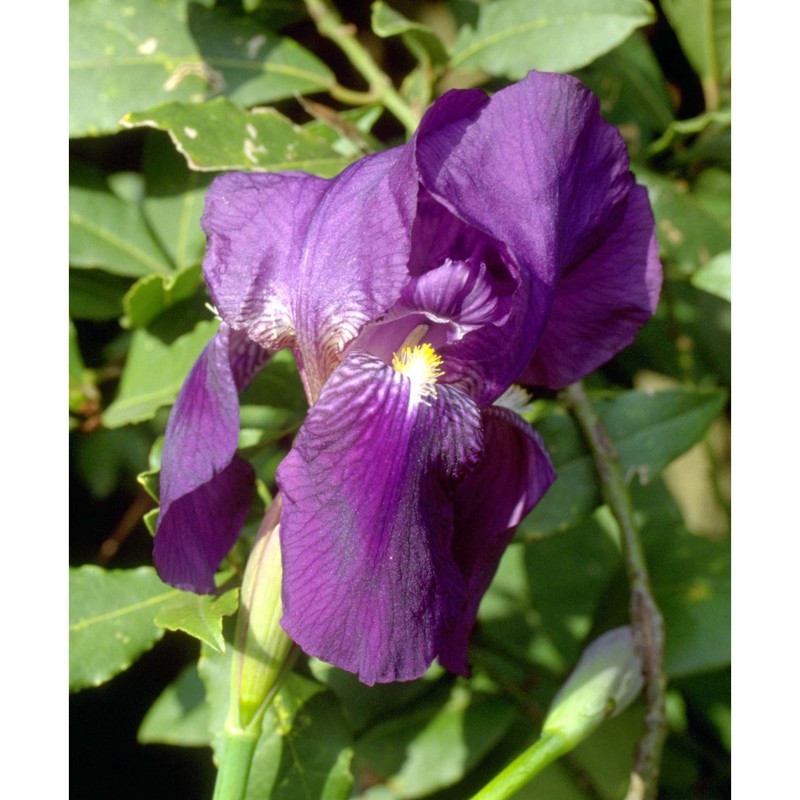 iris germanica l.