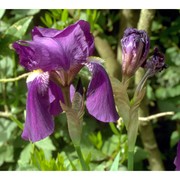 iris germanica l.