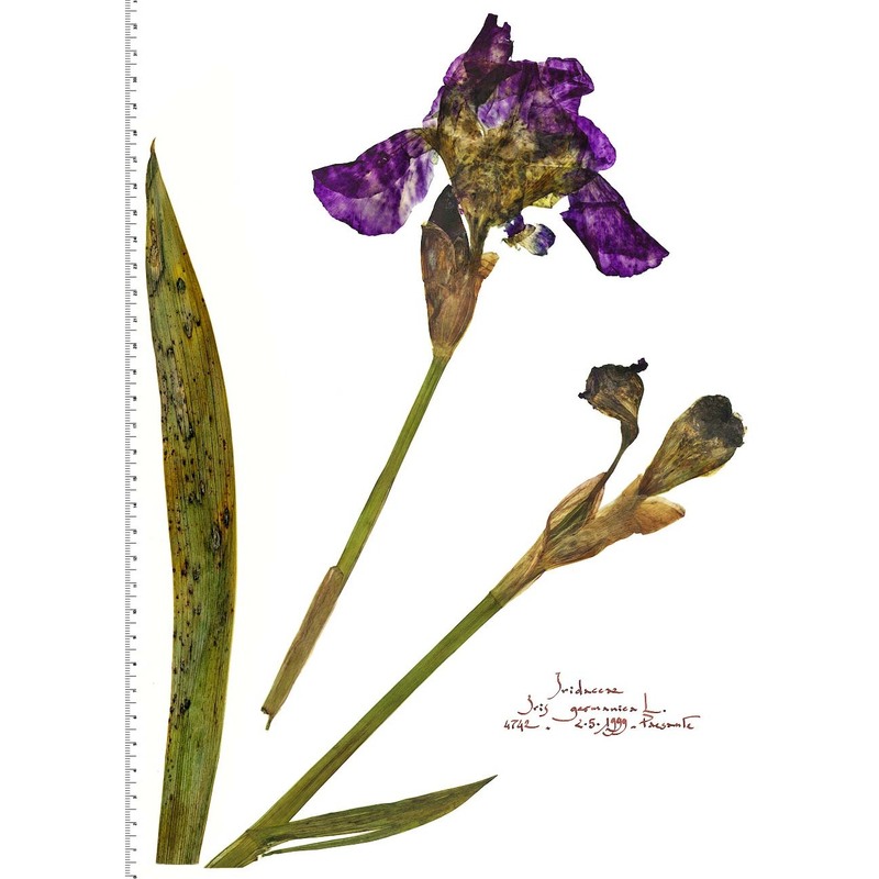 iris germanica l.