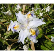 iris japonica thunb.