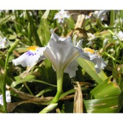 iris japonica thunb.