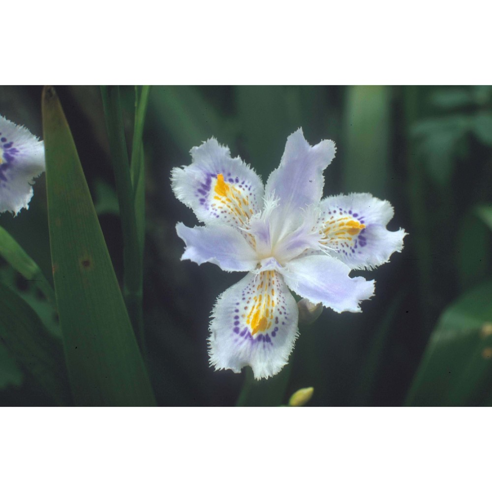 iris japonica thunb.