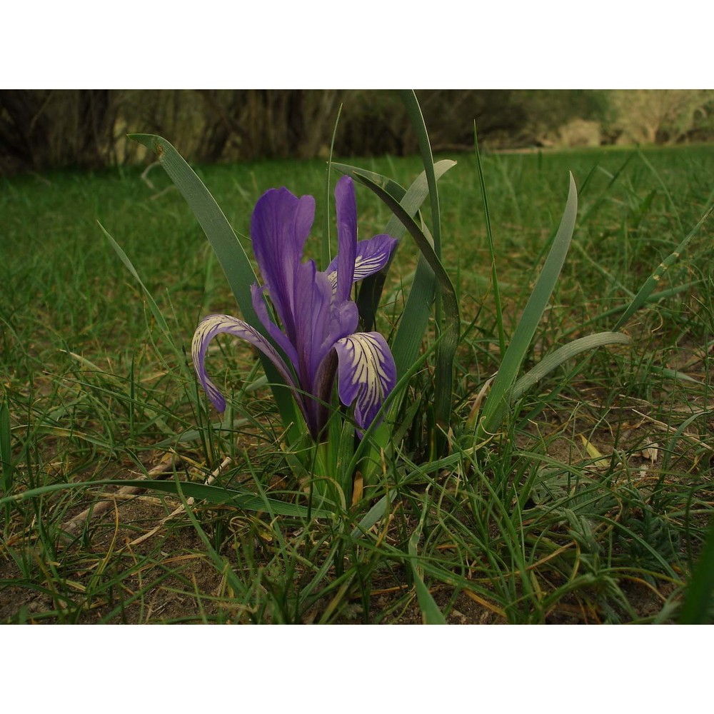 iris lactea pall.