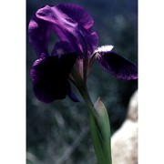 iris lutescens lam.