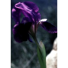 iris lutescens lam.