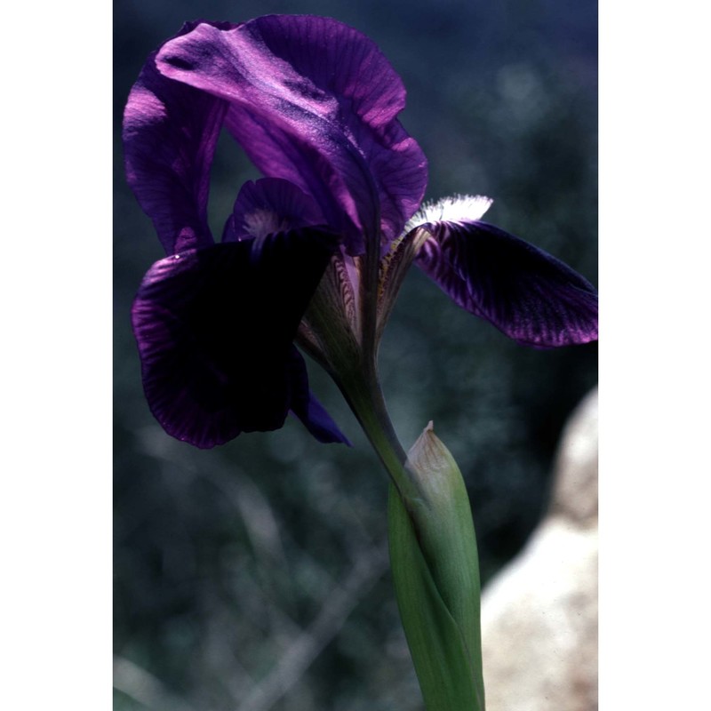 iris lutescens lam.