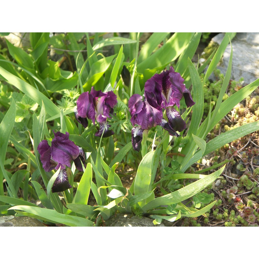 iris lutescens lam.