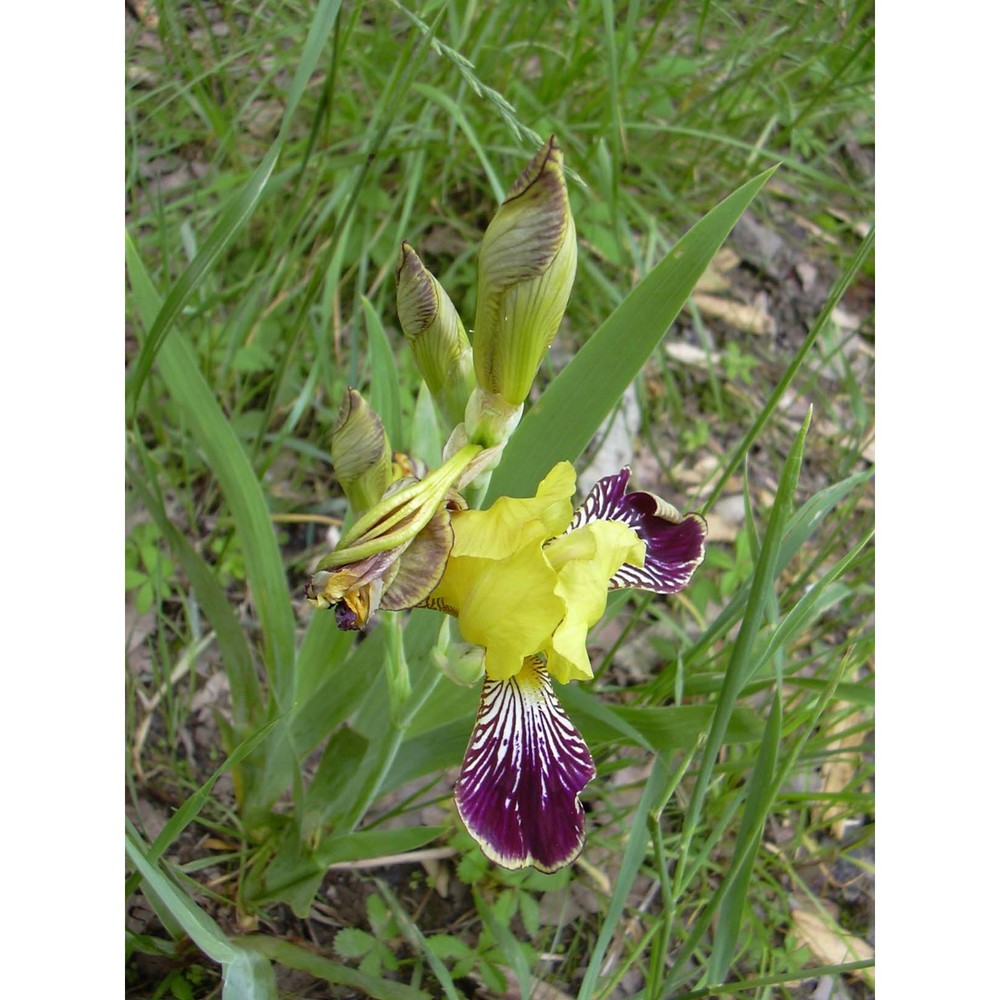 iris lutescens lam.