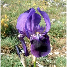 iris marsica i. ricci et colas.