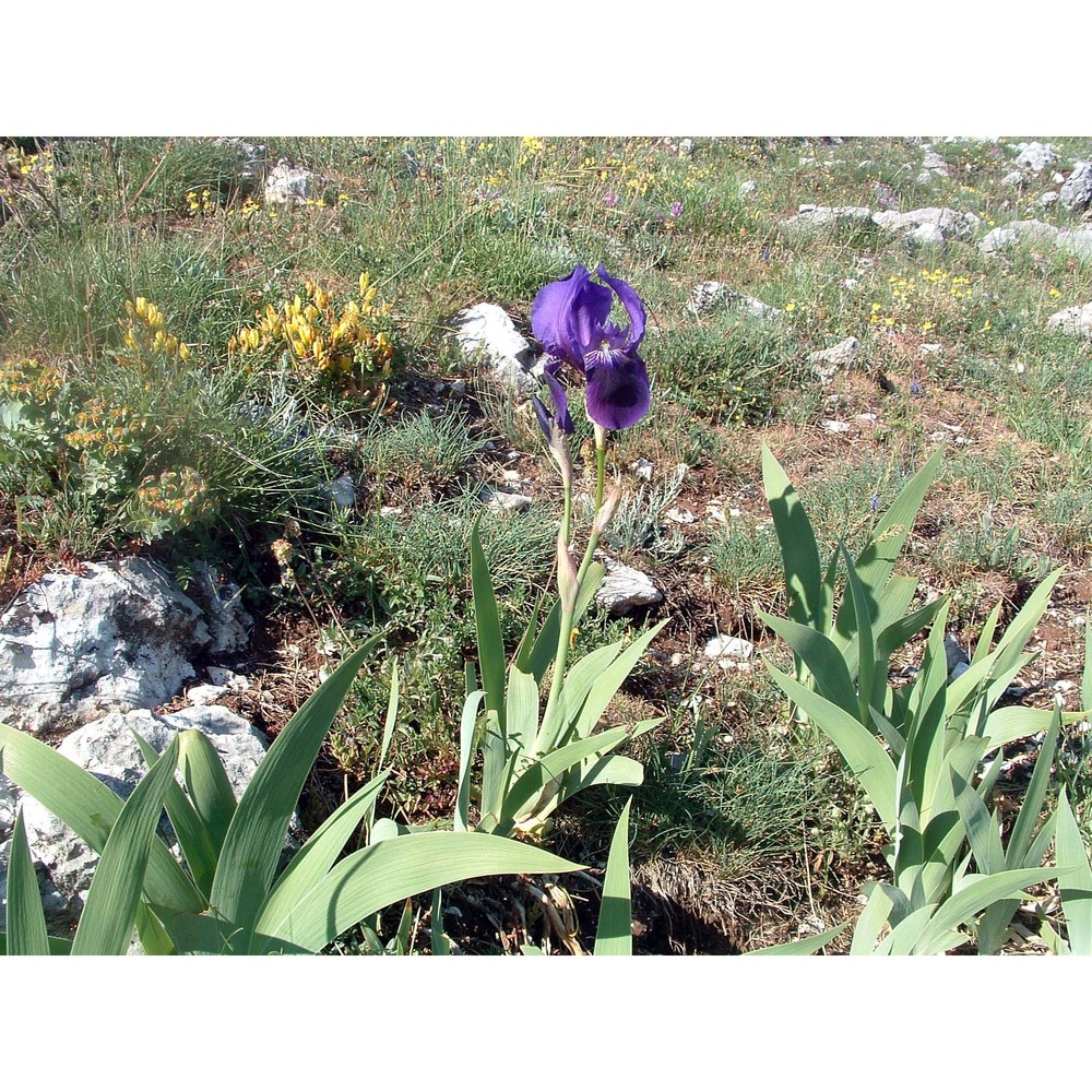 iris marsica i. ricci et colas.