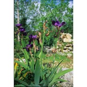 iris marsica i. ricci et colas.