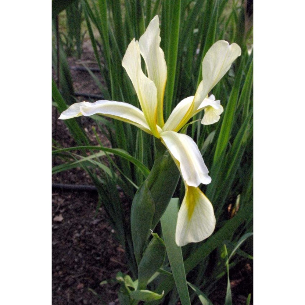 iris orientalis mill.