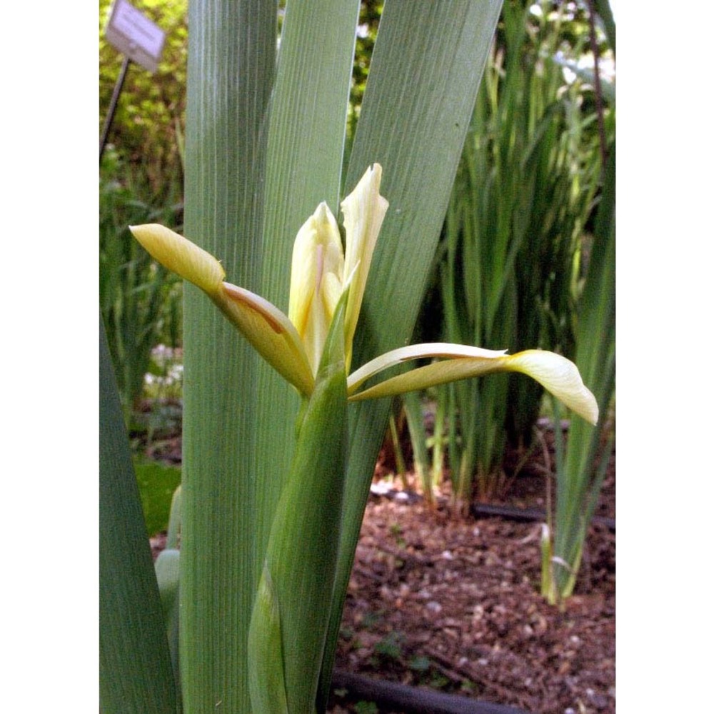 iris orientalis mill.