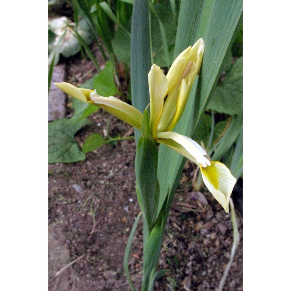 iris orientalis mill.