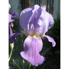 iris pallida lam.