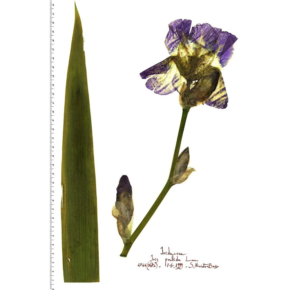 iris pallida lam.