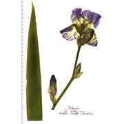 iris pallida lam.